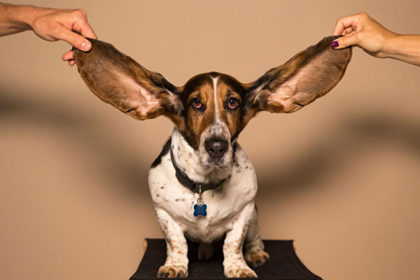 chien triste avec des grandes oreilles